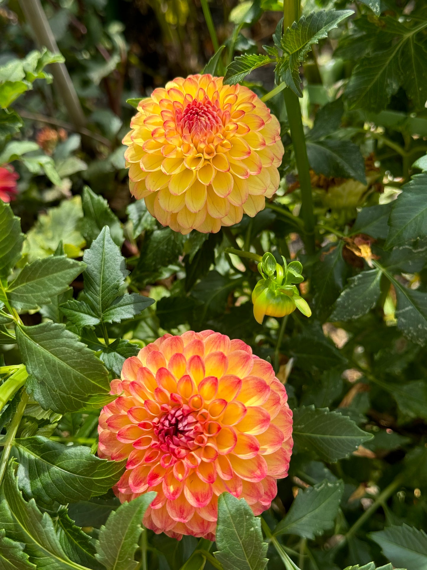 Camano Mordo Dahlia