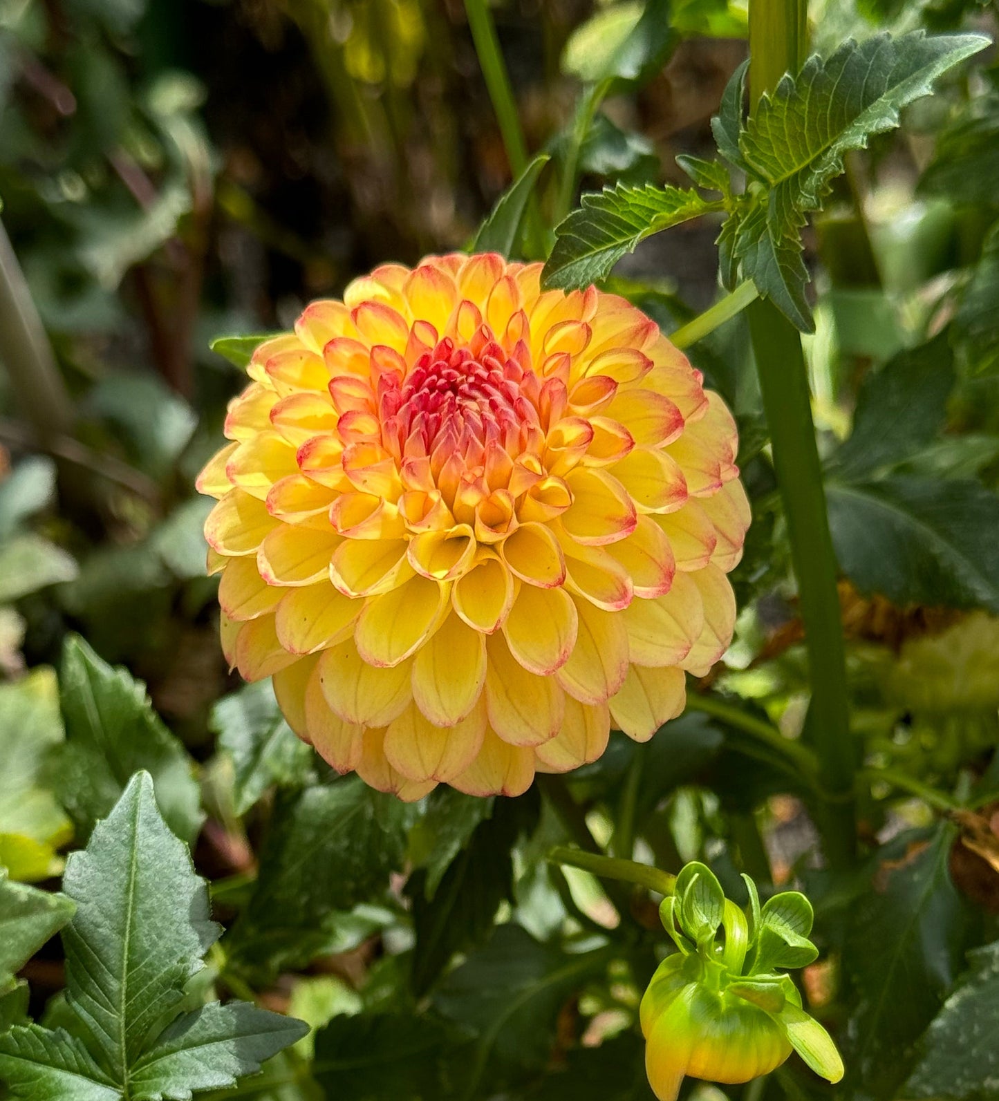 Sunny Boy Dahlia