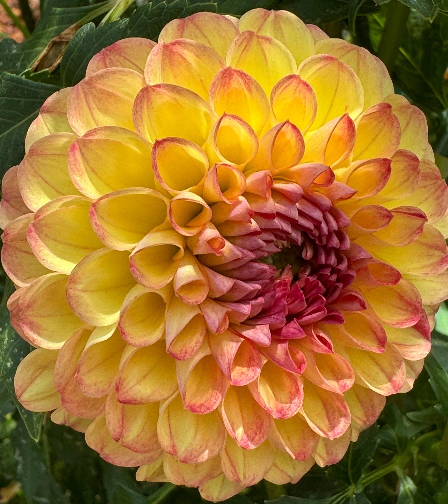 Camano Mordo Dahlia