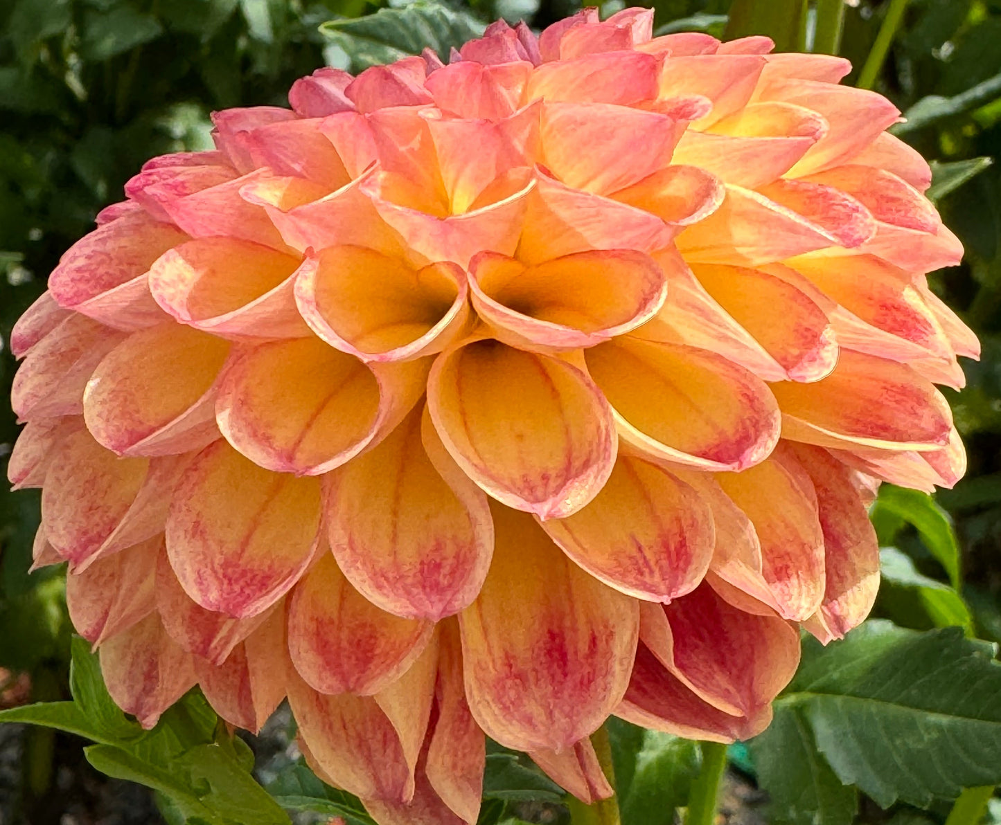 Camano Mordo Dahlia