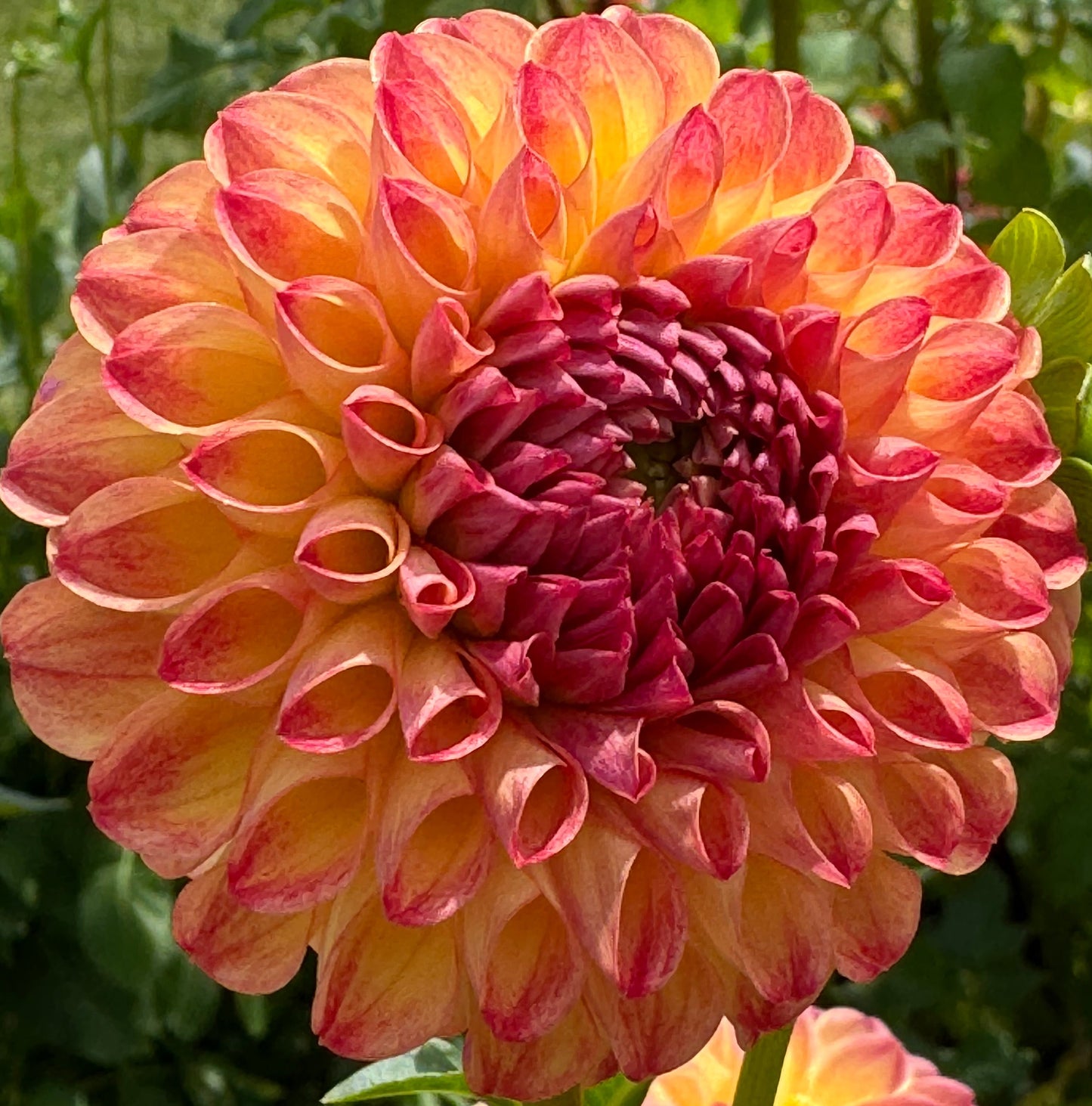 Camano Mordo Dahlia