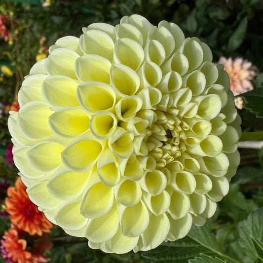 MM Buttercream Dahlia