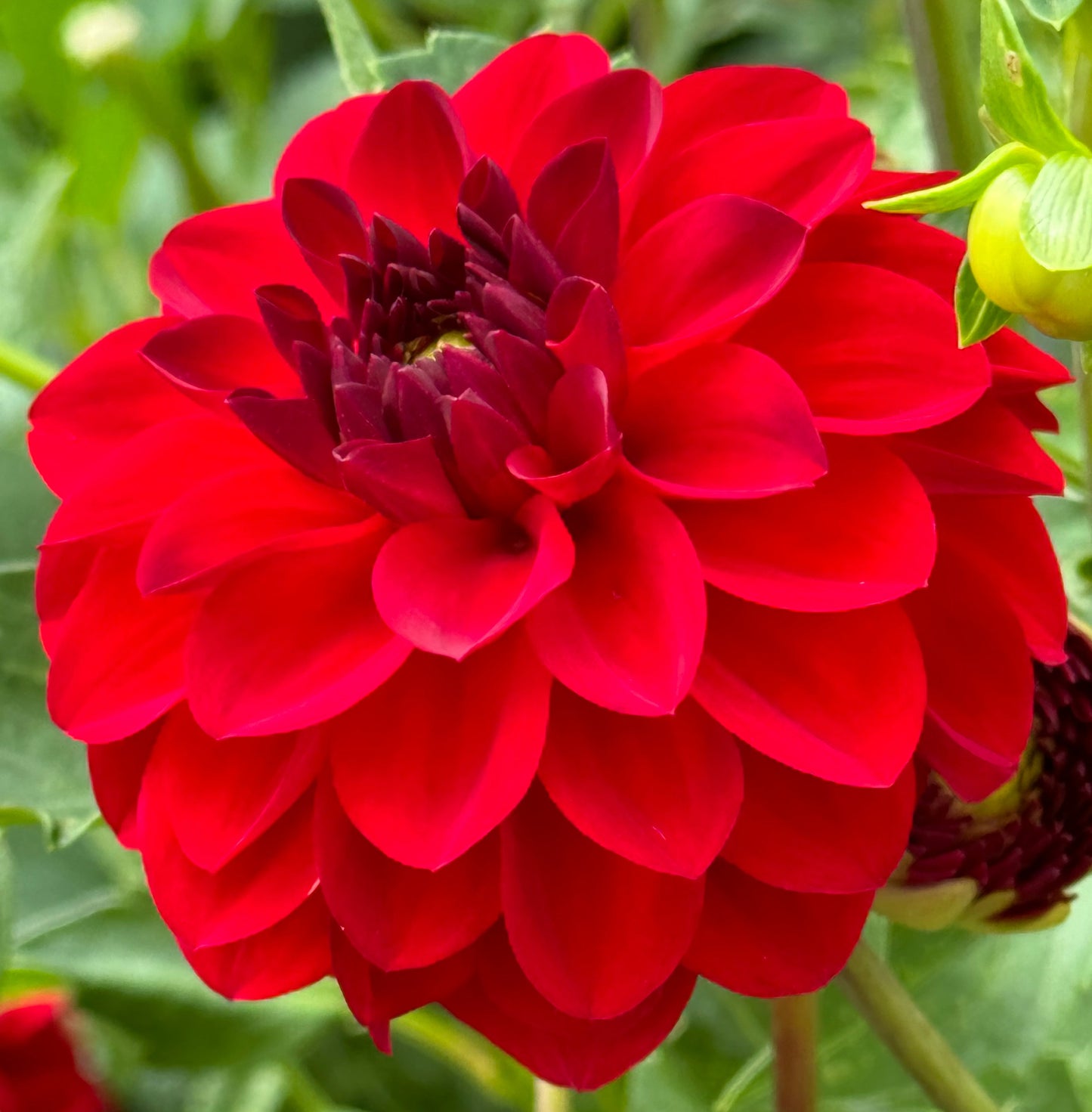 Paget Sparkle Dahlia