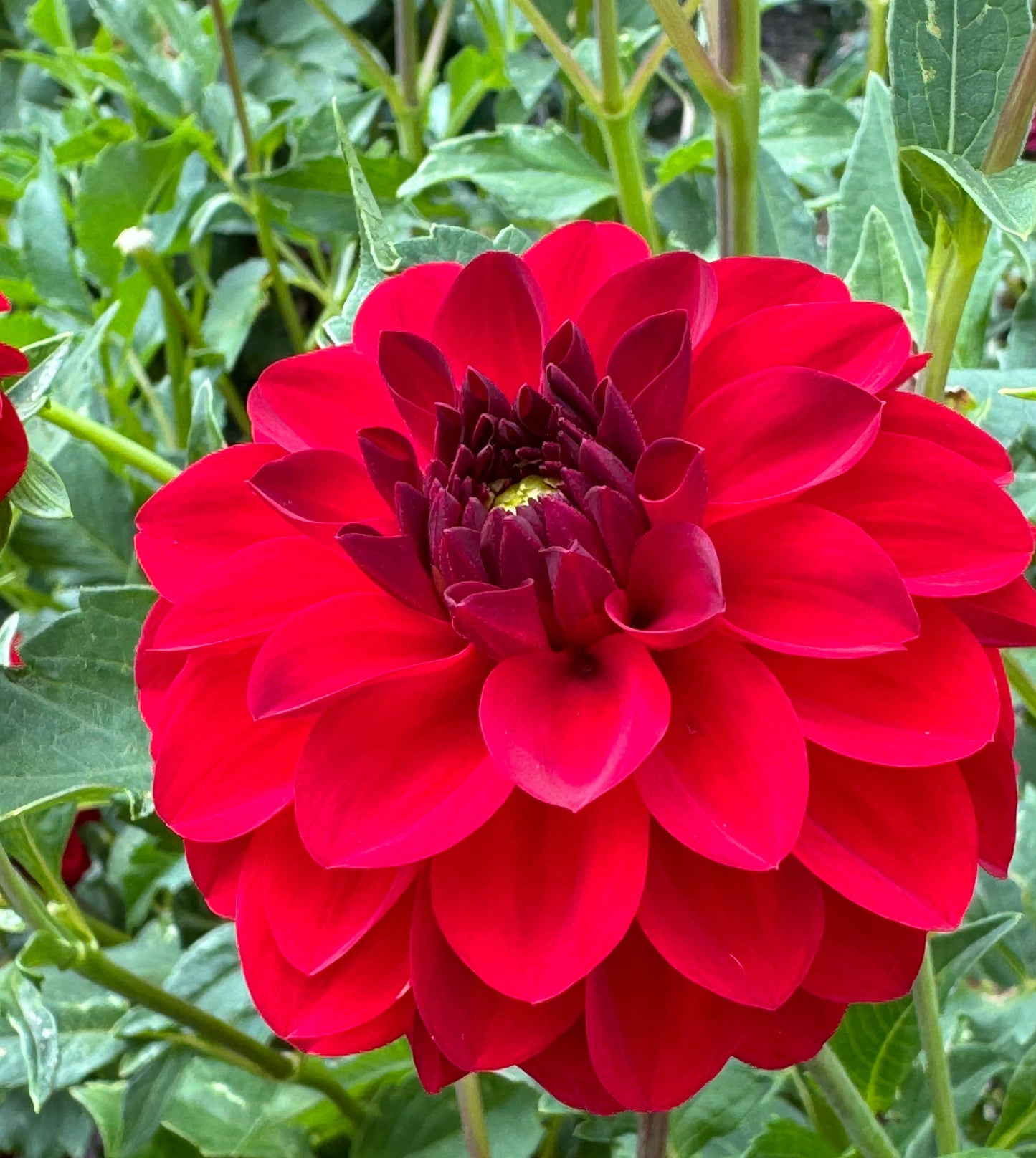 Paget Sparkle Dahlia