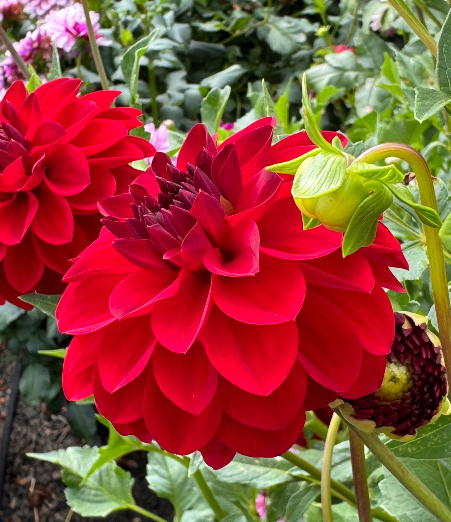 Paget Sparkle Dahlia