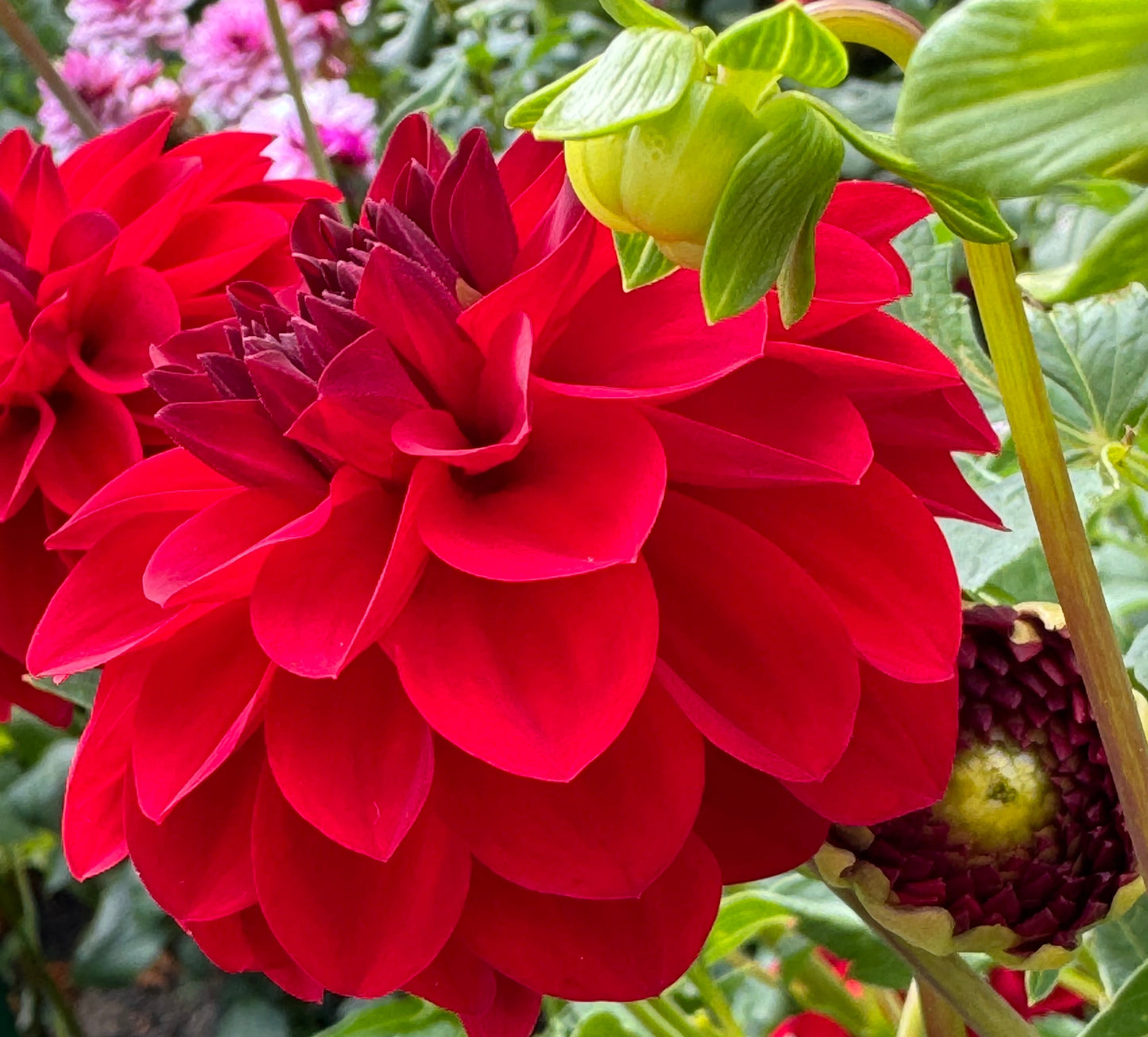 Paget Sparkle Dahlia