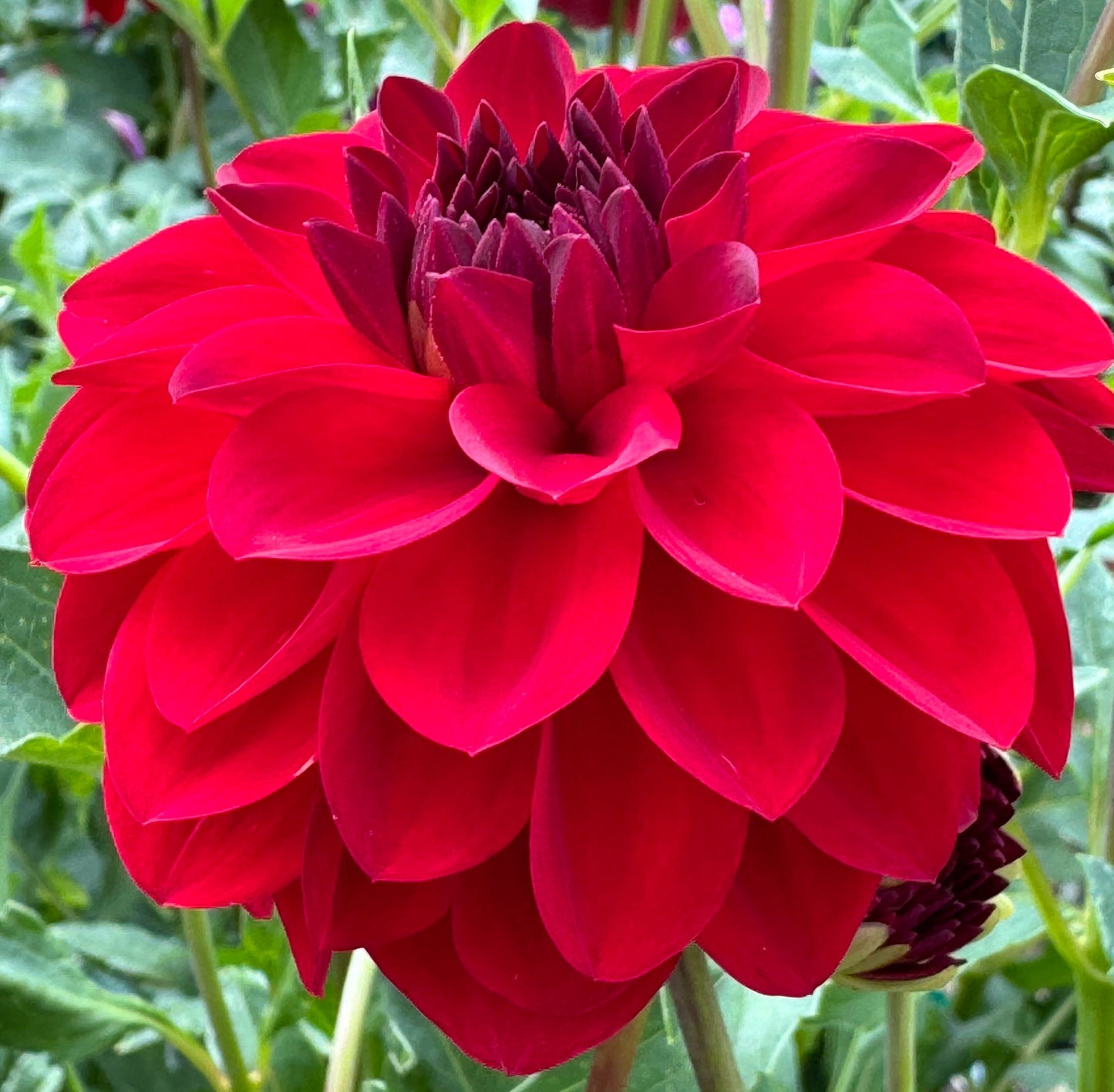 Paget Sparkle Dahlia