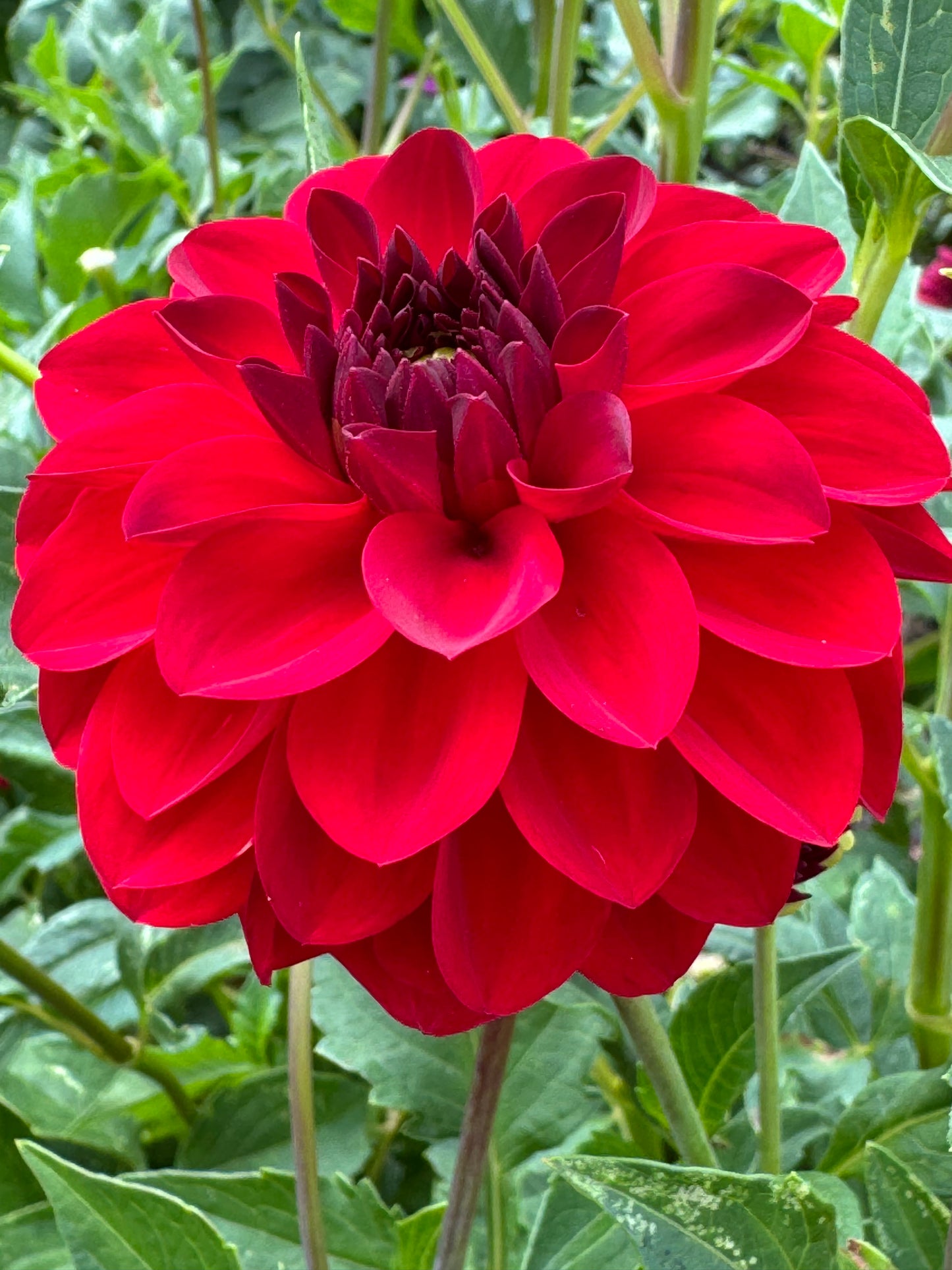 Paget Sparkle Dahlia