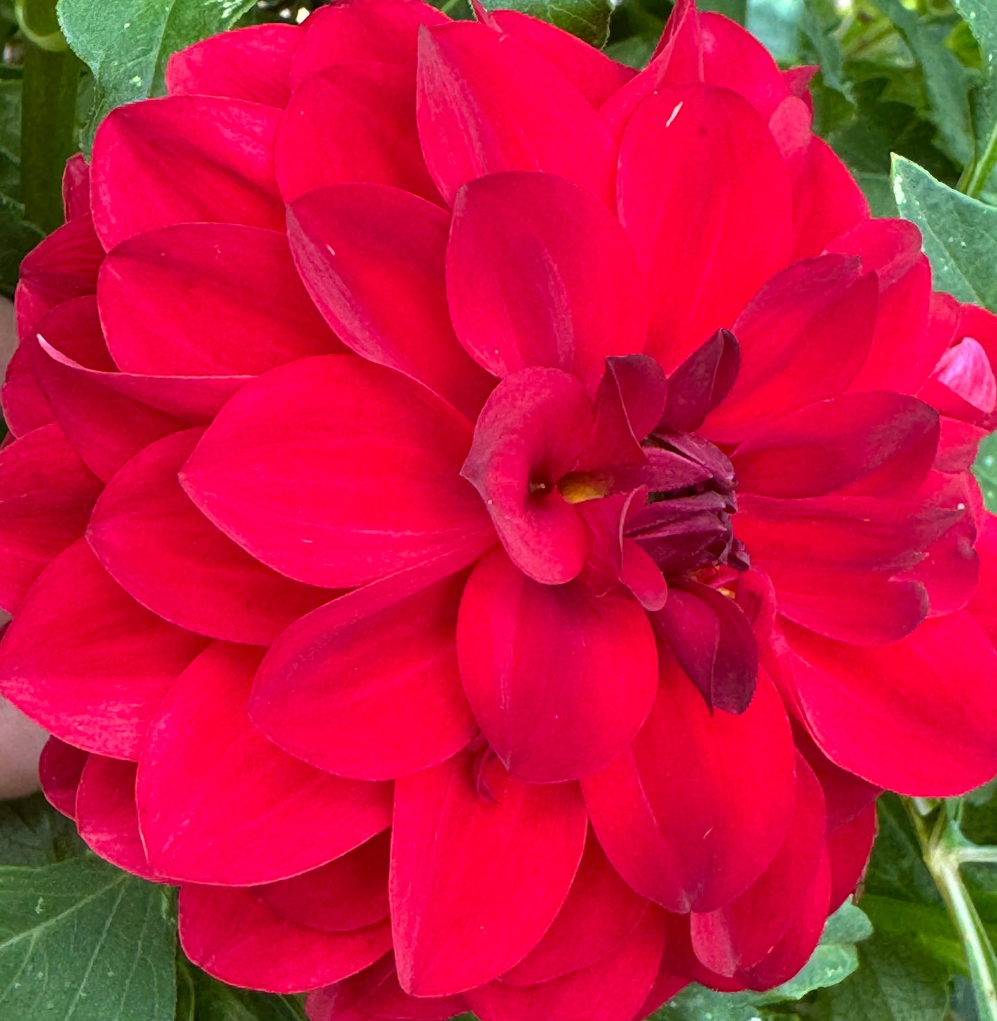 Paget Sparkle Dahlia