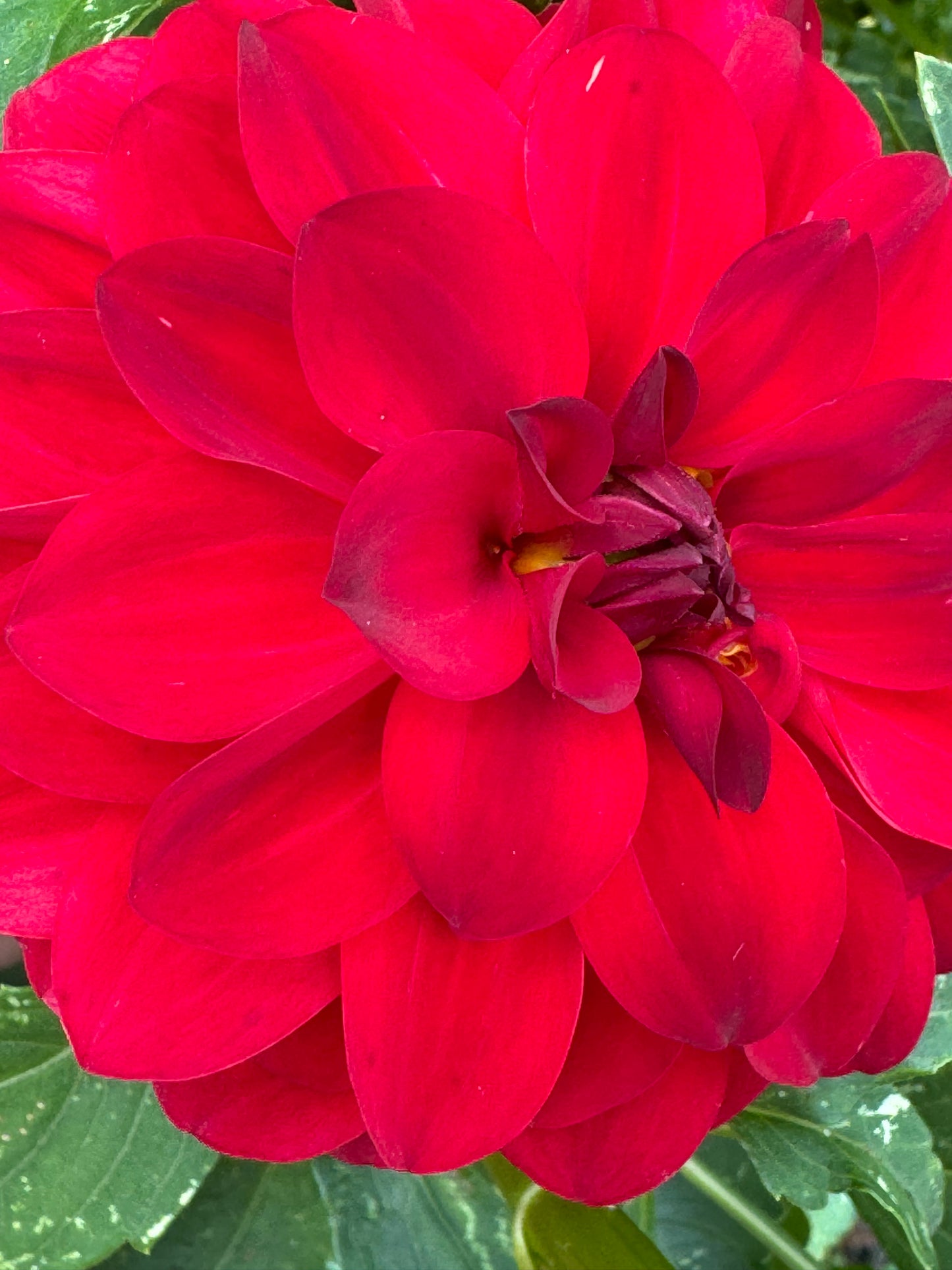 Paget Sparkle Dahlia