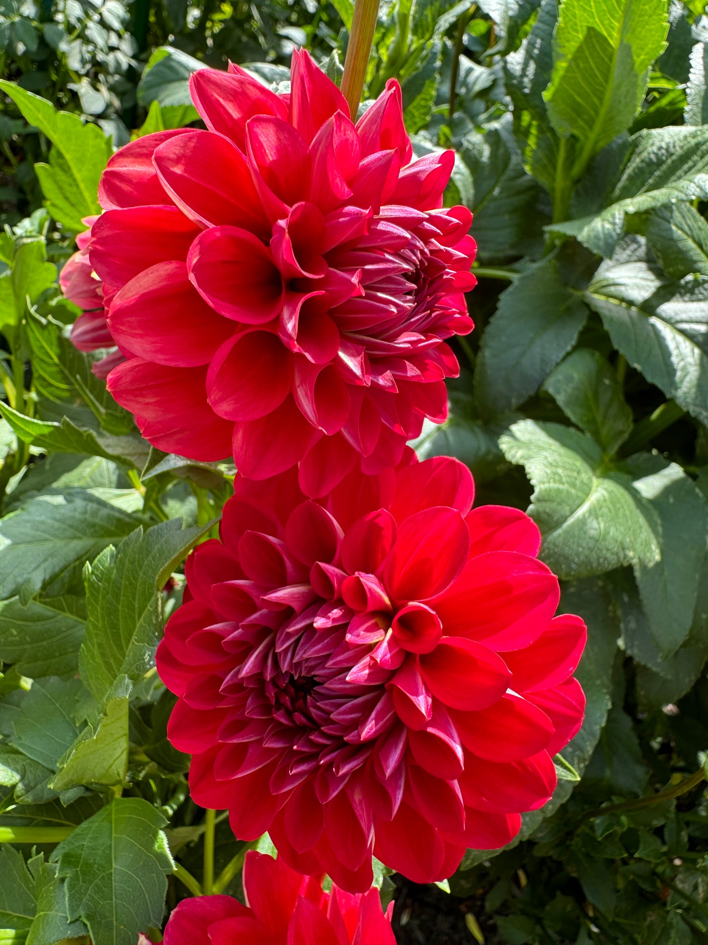 Too Sexy Dahlia