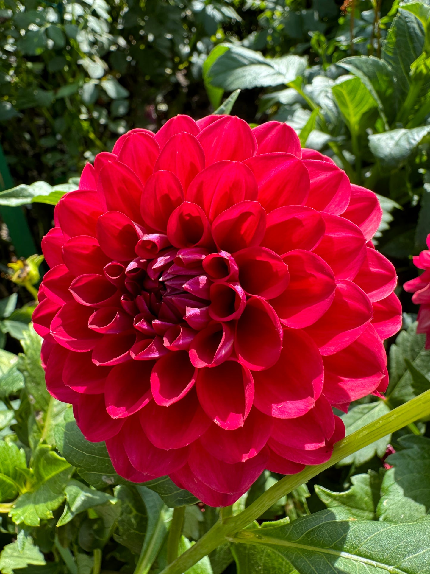 Too Sexy Dahlia