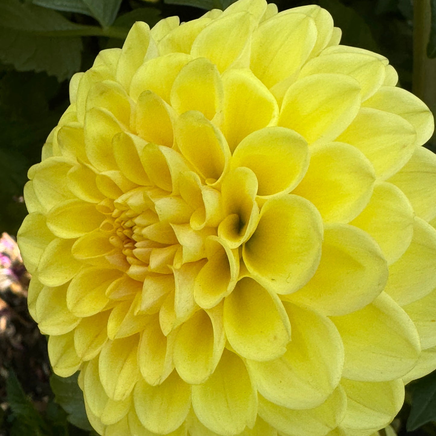 Darcy Dahlia