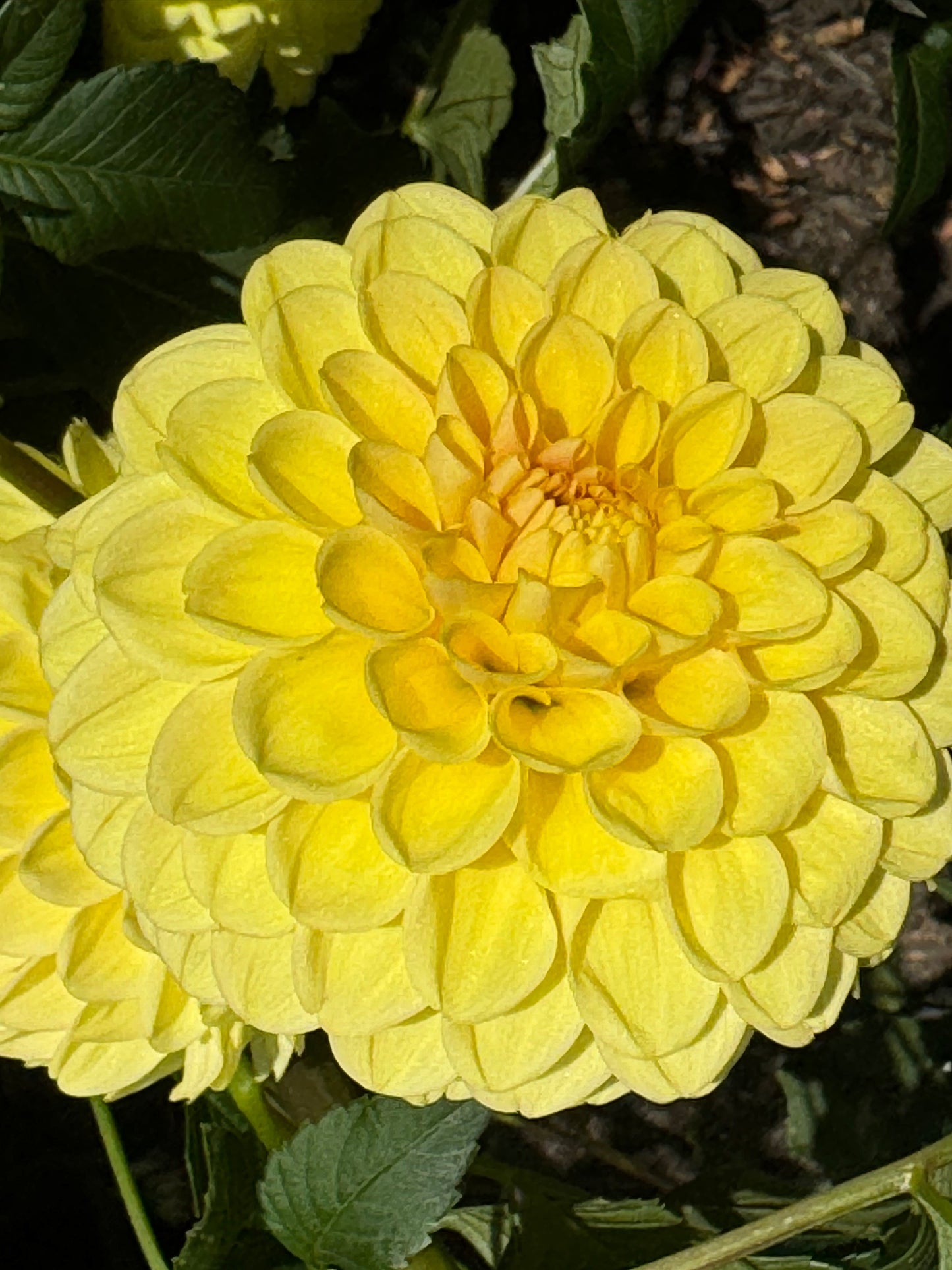 Darcy Dahlia