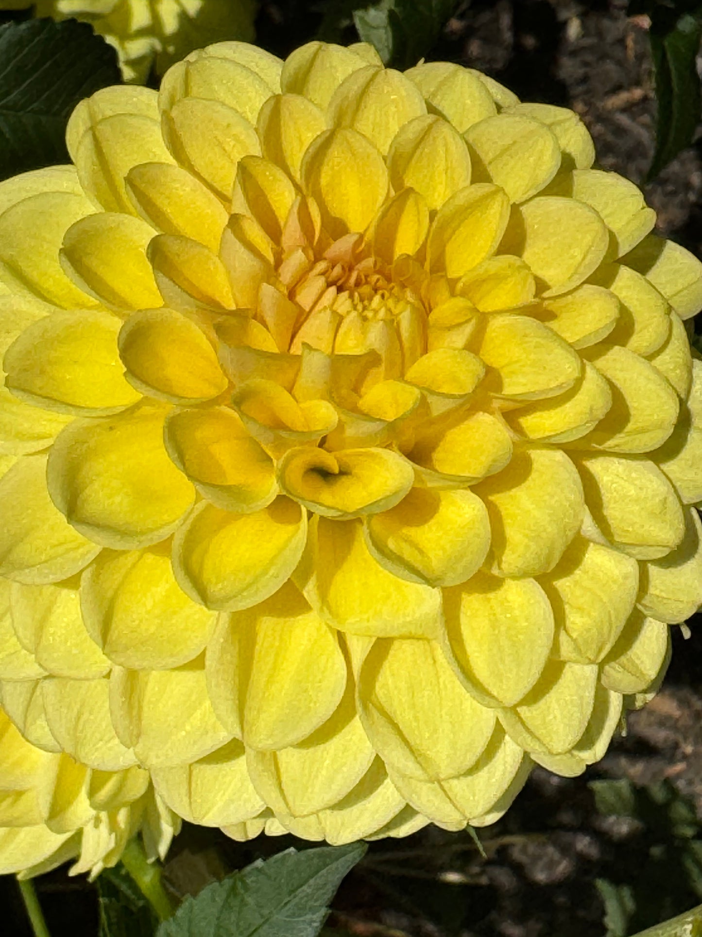 Darcy Dahlia