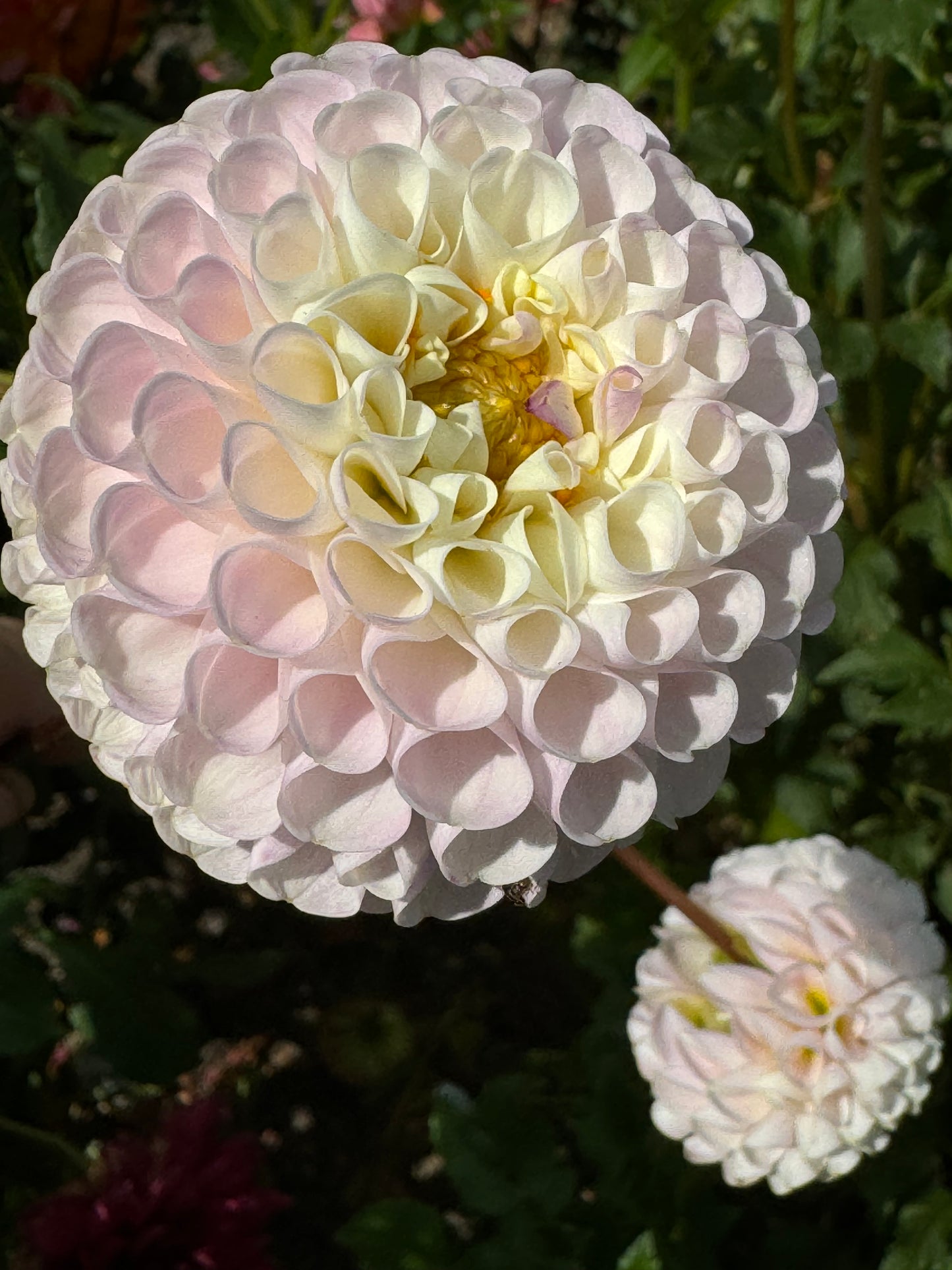 Irish Candy Dahlia