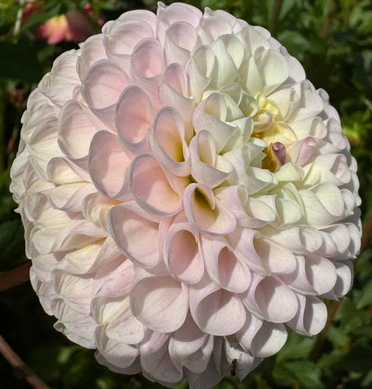 Irish Candy Dahlia