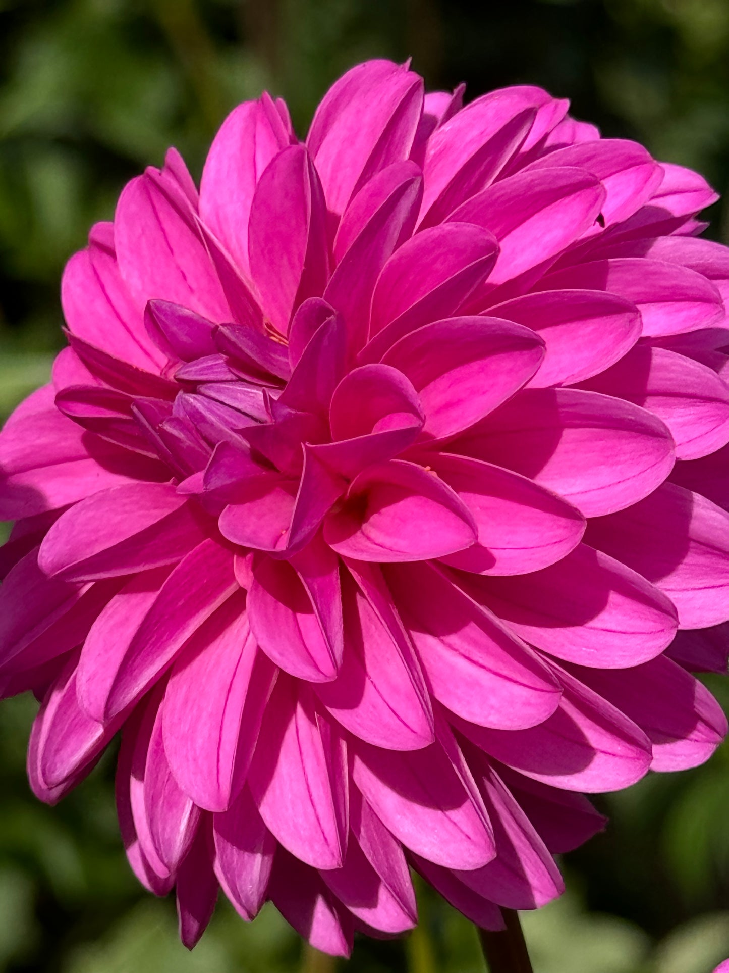 Ivy Rose Dahlia