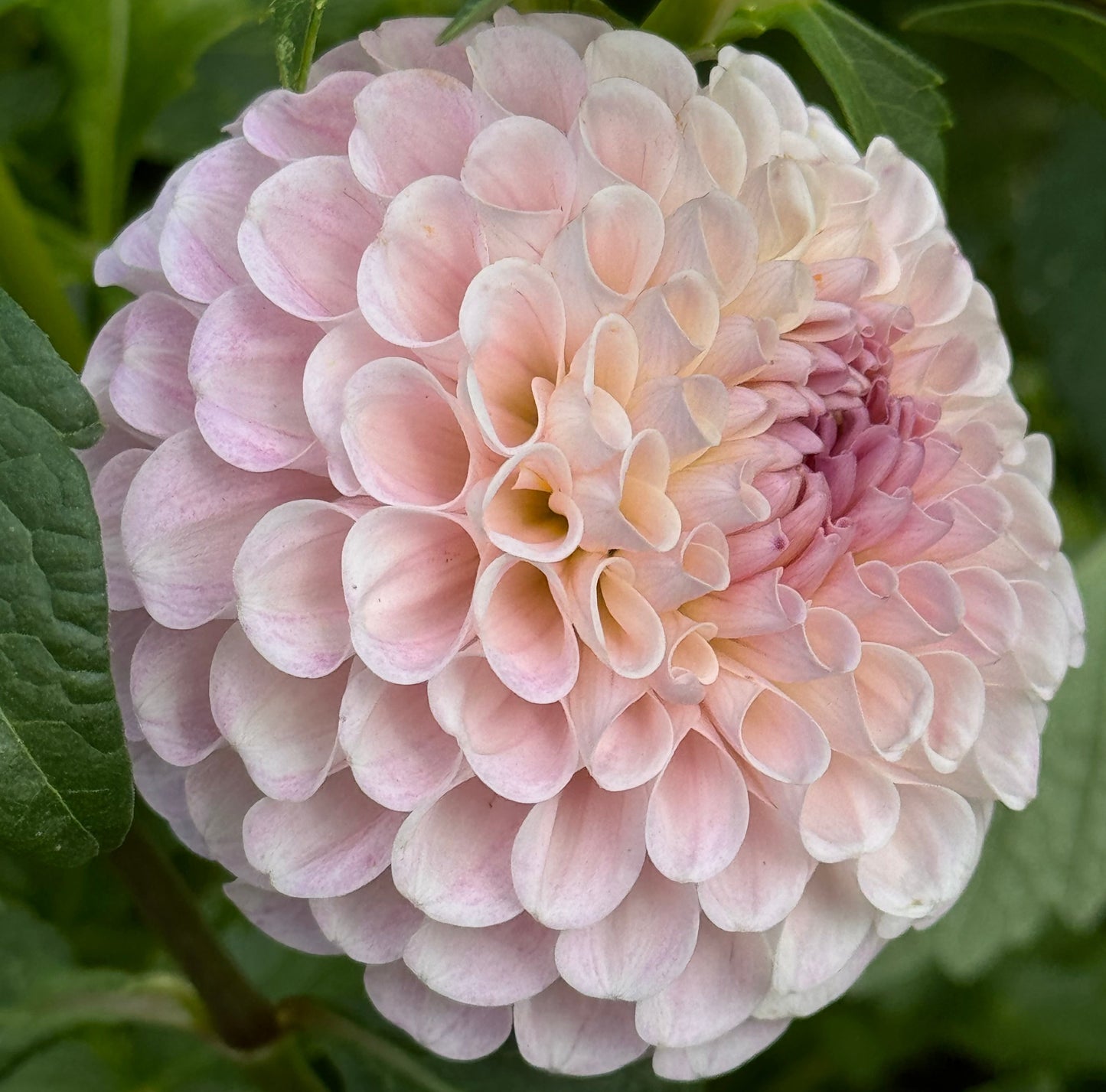 20th Avenue Memory Dahlia