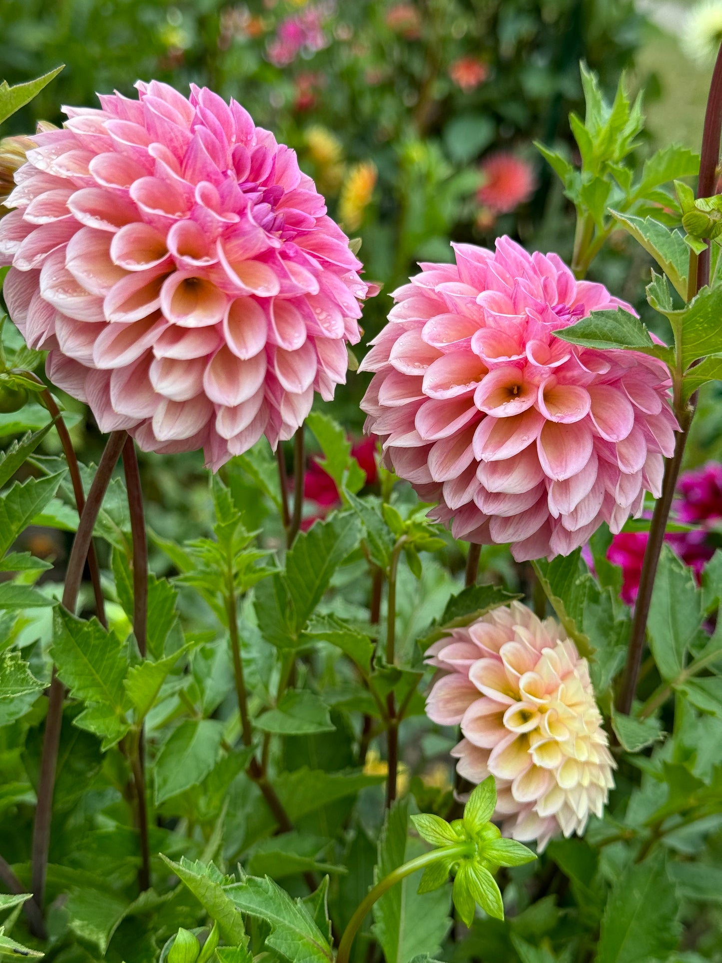 Braken Rose Dahlia