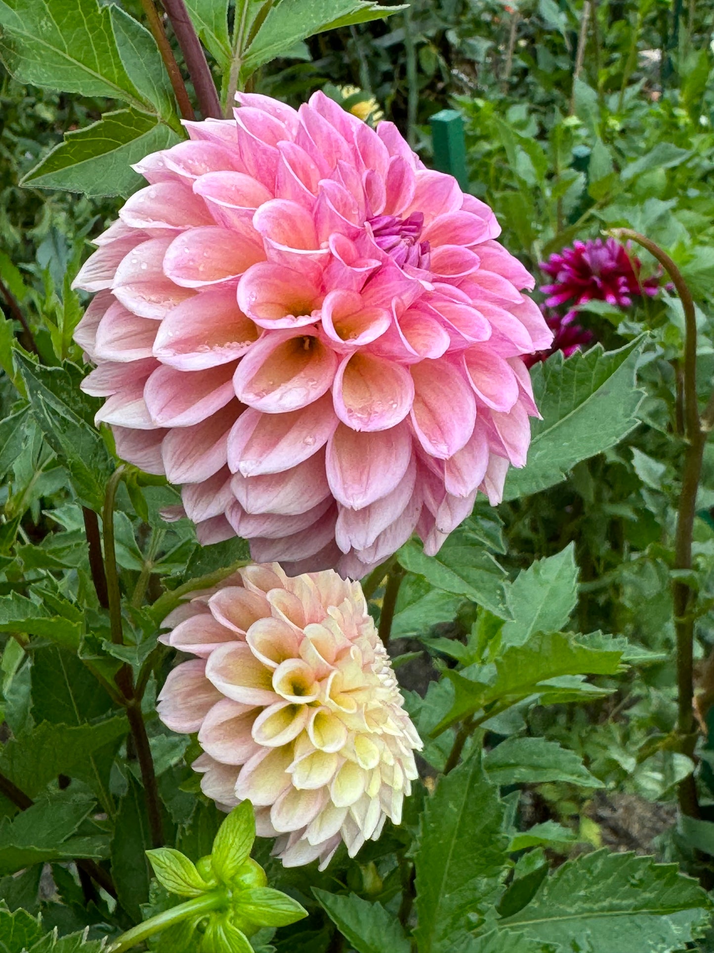 Braken Rose Dahlia