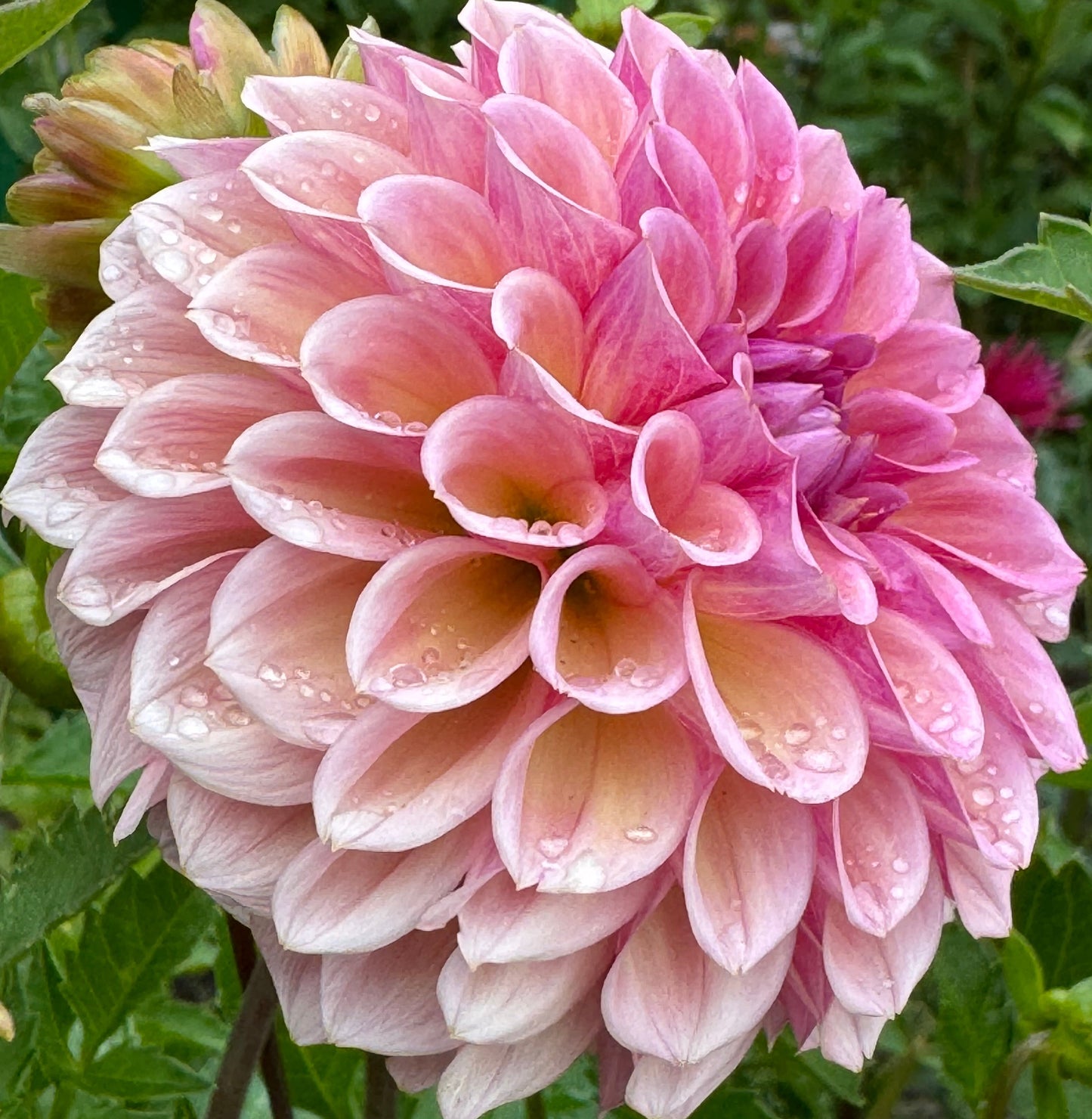 Braken Rose Dahlia