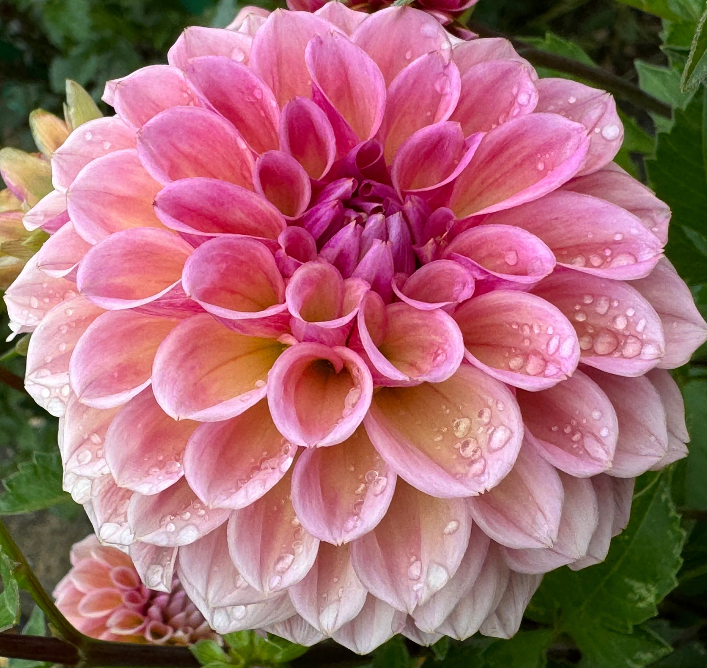 Braken Rose Dahlia