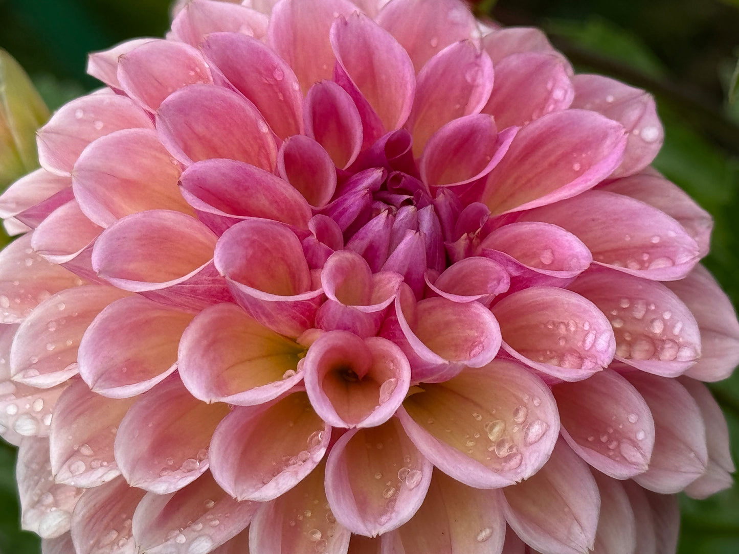 Braken Rose Dahlia