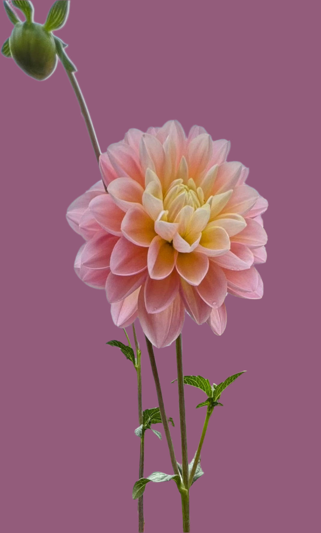 Gabbie’s  Wish Dahlia