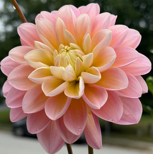 Gabbie’s  Wish Dahlia