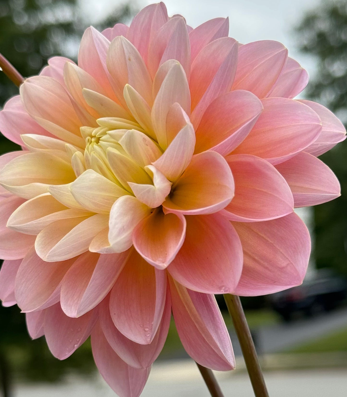 Gabbie’s  Wish Dahlia