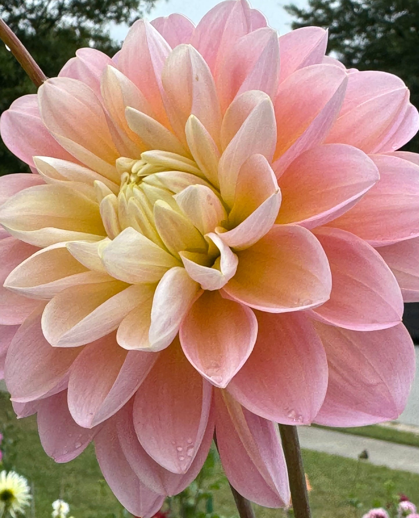 Gabbie’s  Wish Dahlia