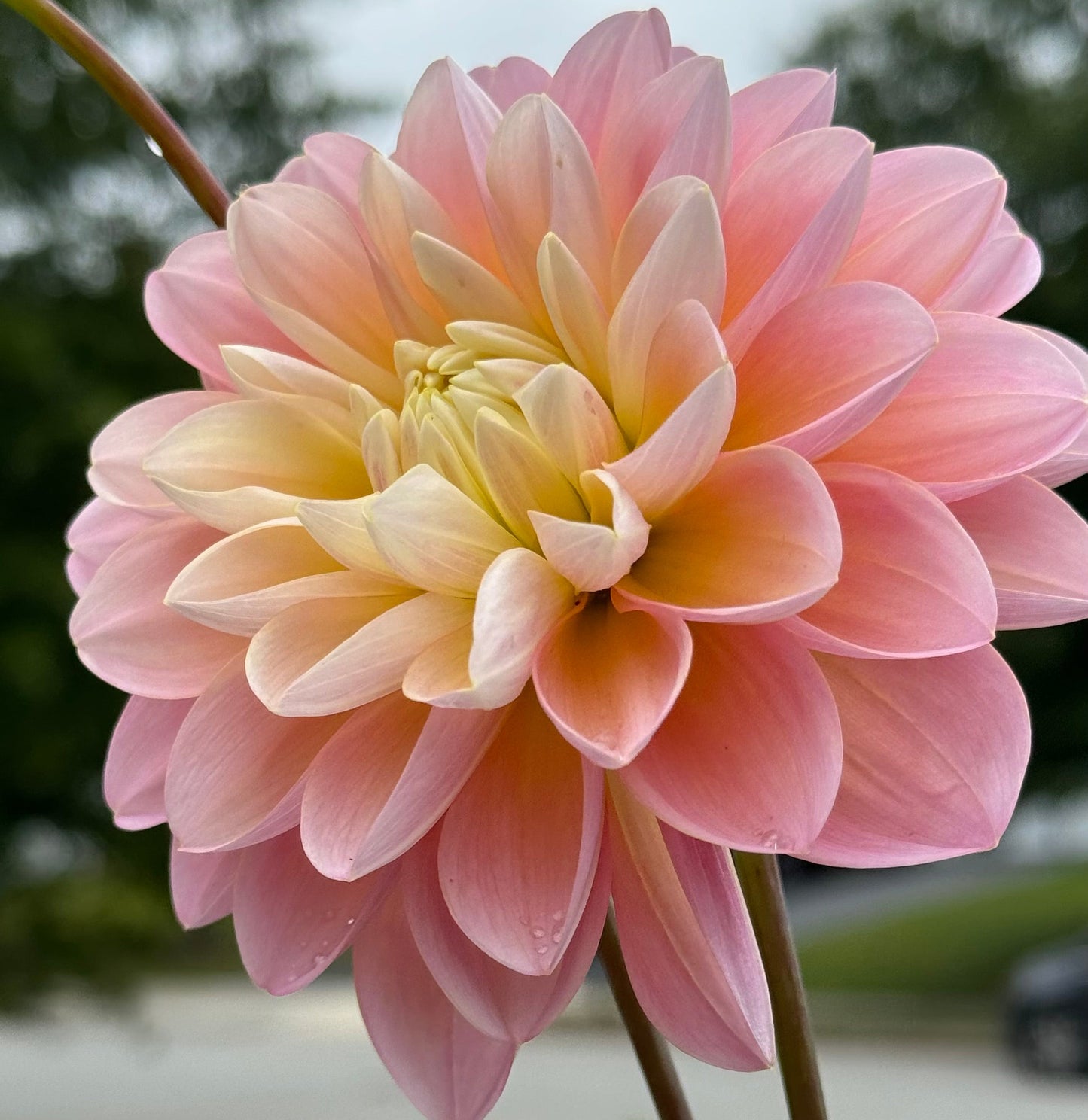 Gabbie’s  Wish Dahlia