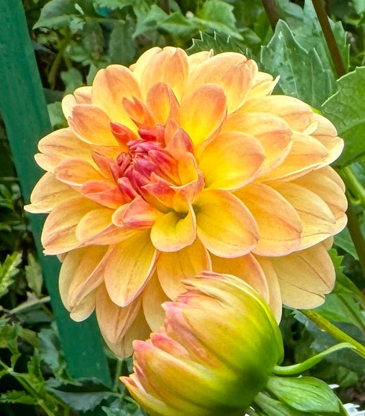 Holly Dahlia