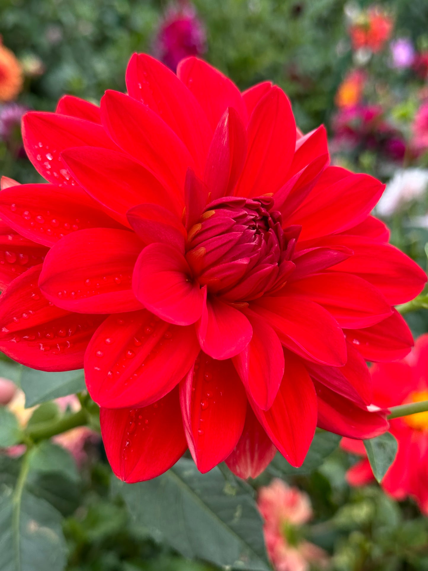 Patricia Ann's Sunset Dahlia