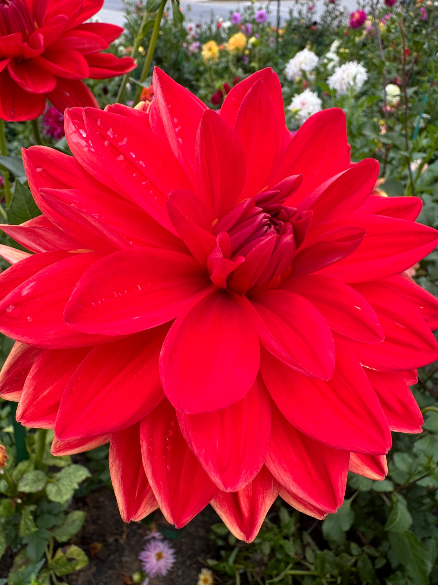 Patricia Ann's Sunset Dahlia