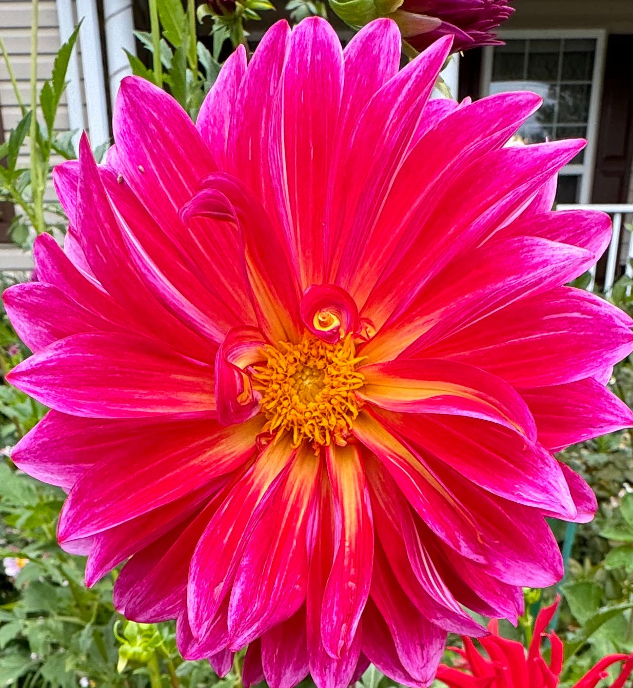 Margie  Dahlia