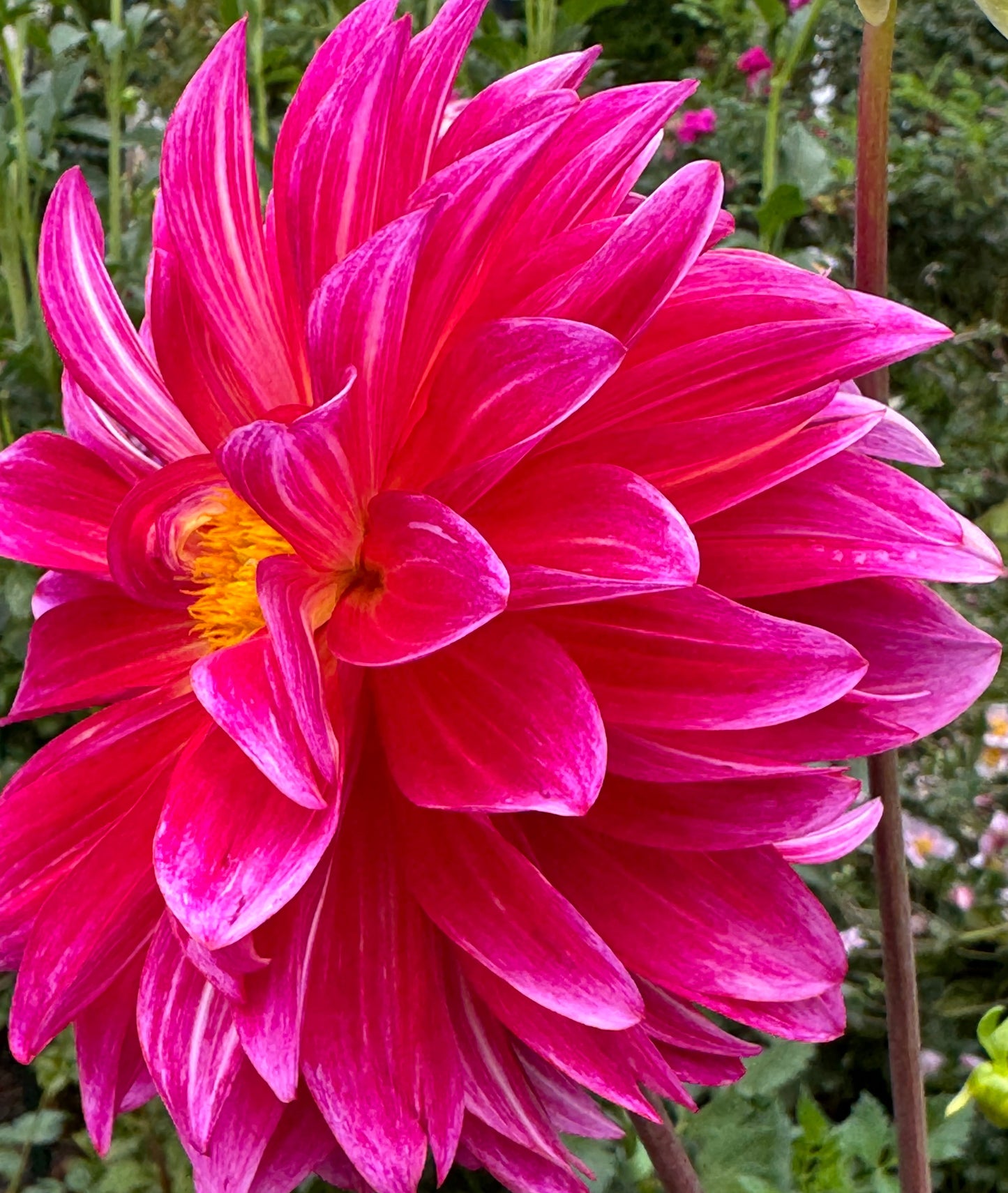 Margie  Dahlia