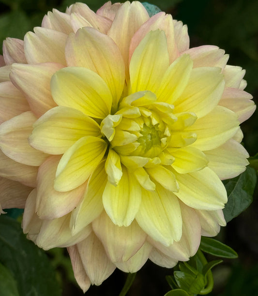 Verkist Tranquility Dahlia