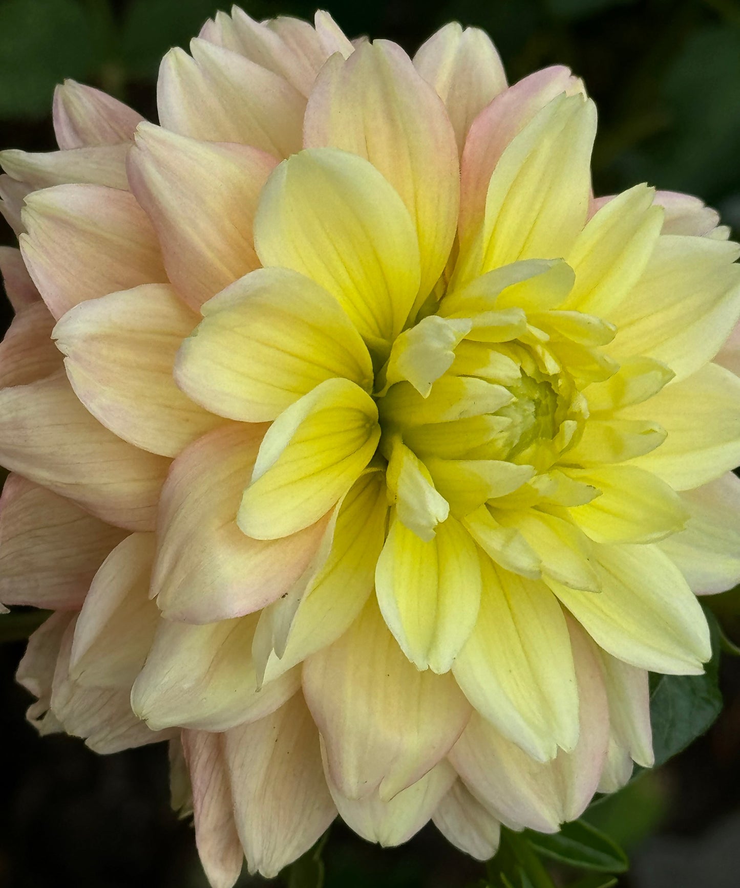 Verkist Tranquility Dahlia