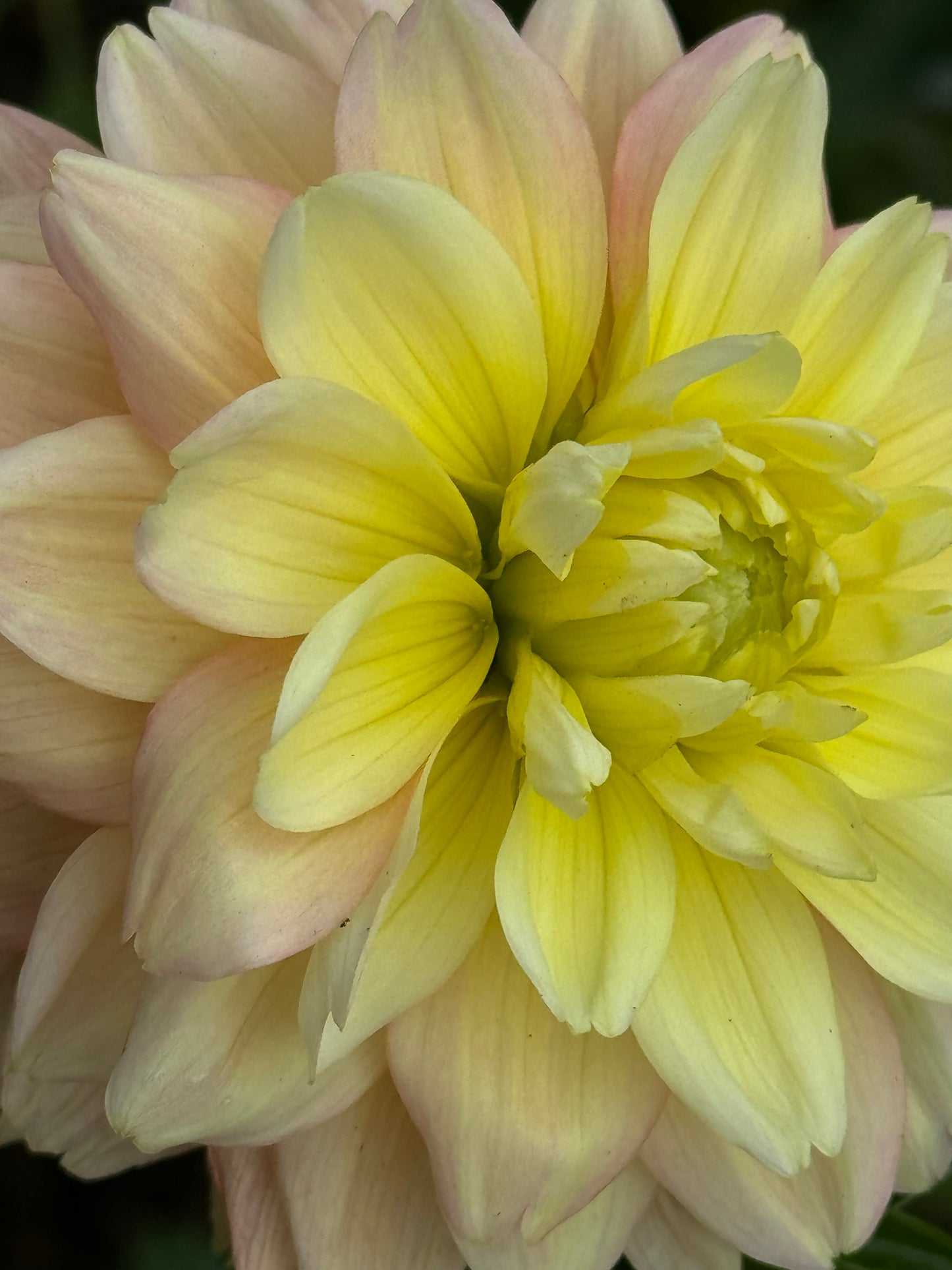 Verkist Tranquility Dahlia