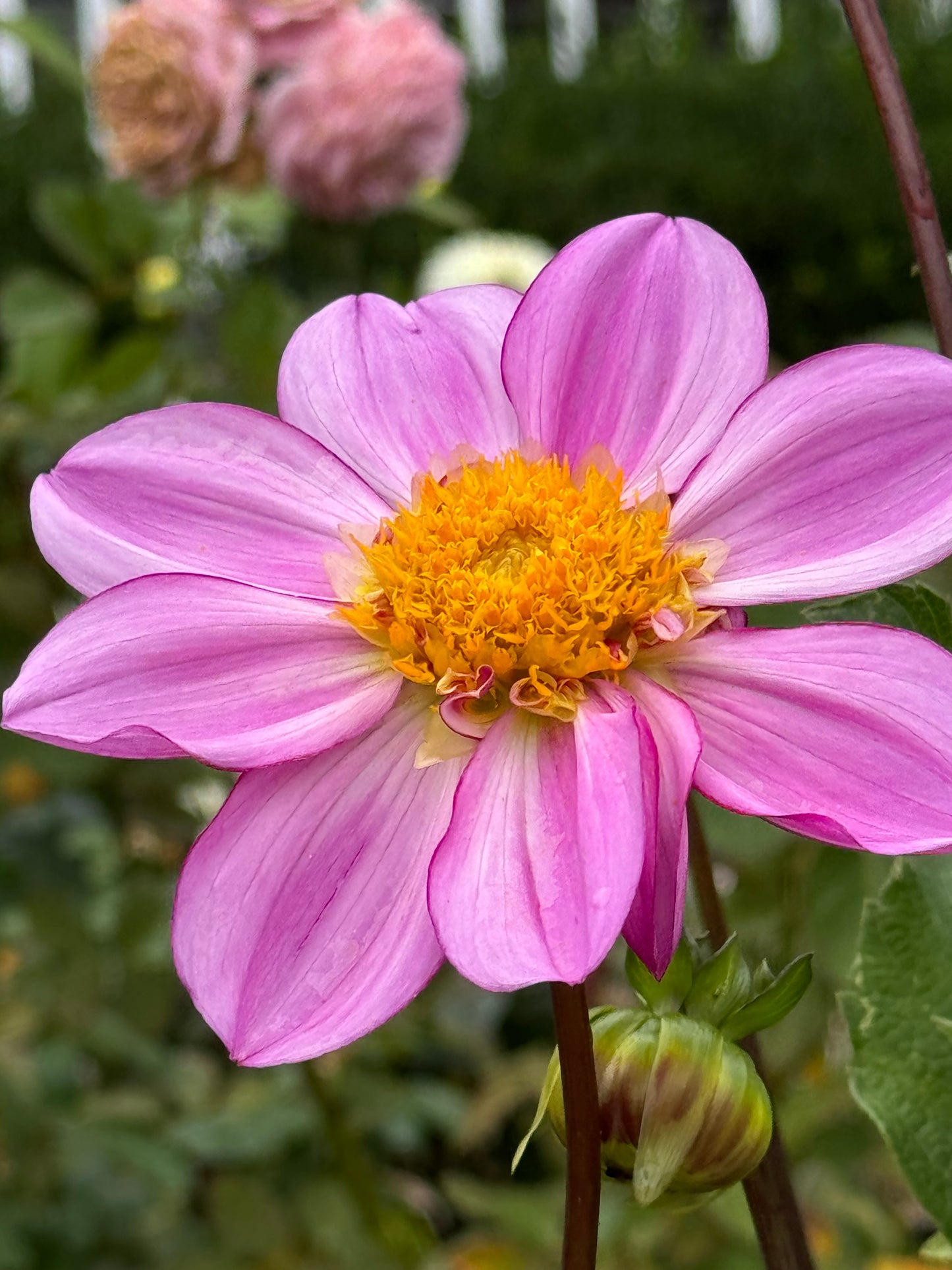 Dad’s Favorite Dahlia