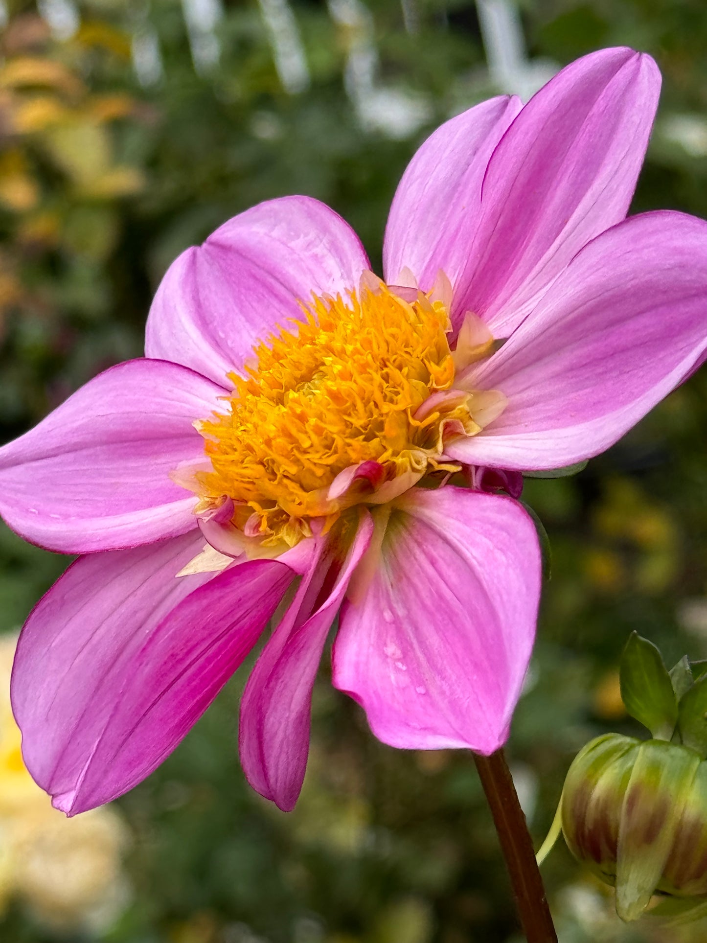 Dad’s Favorite Dahlia