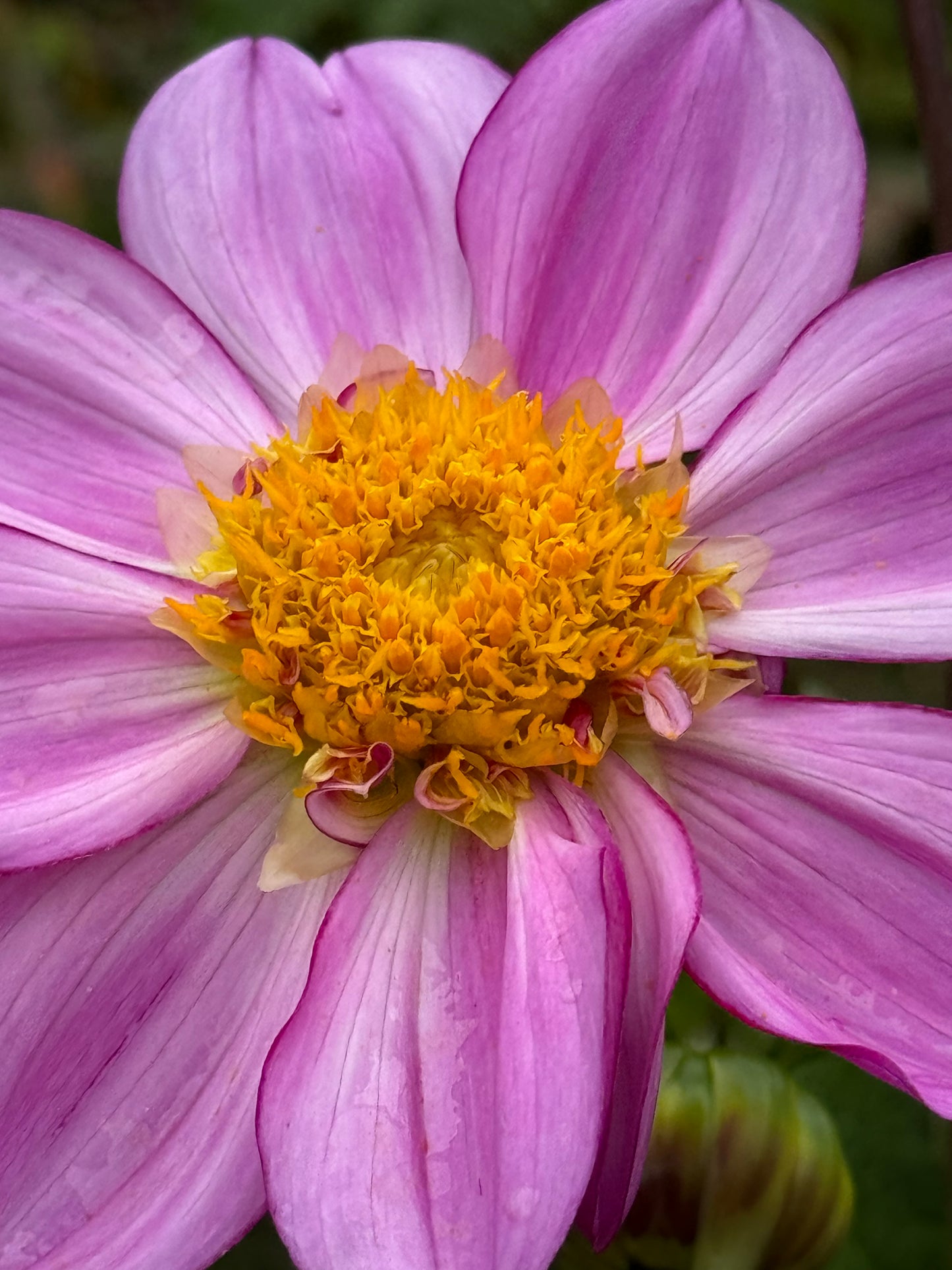 Dad’s Favorite Dahlia