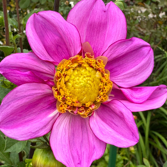 Dad’s Favorite Dahlia