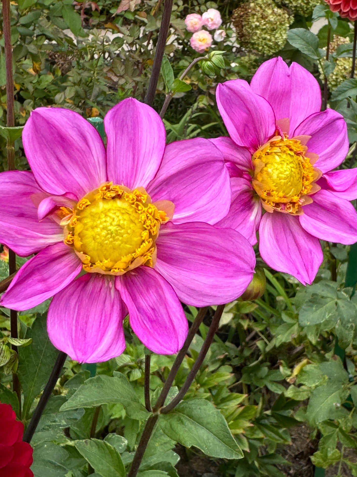 Dad’s Favorite Dahlia