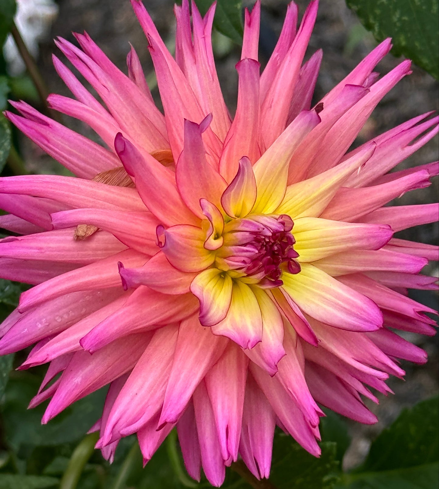 Bloomquist Awaken Dahlia