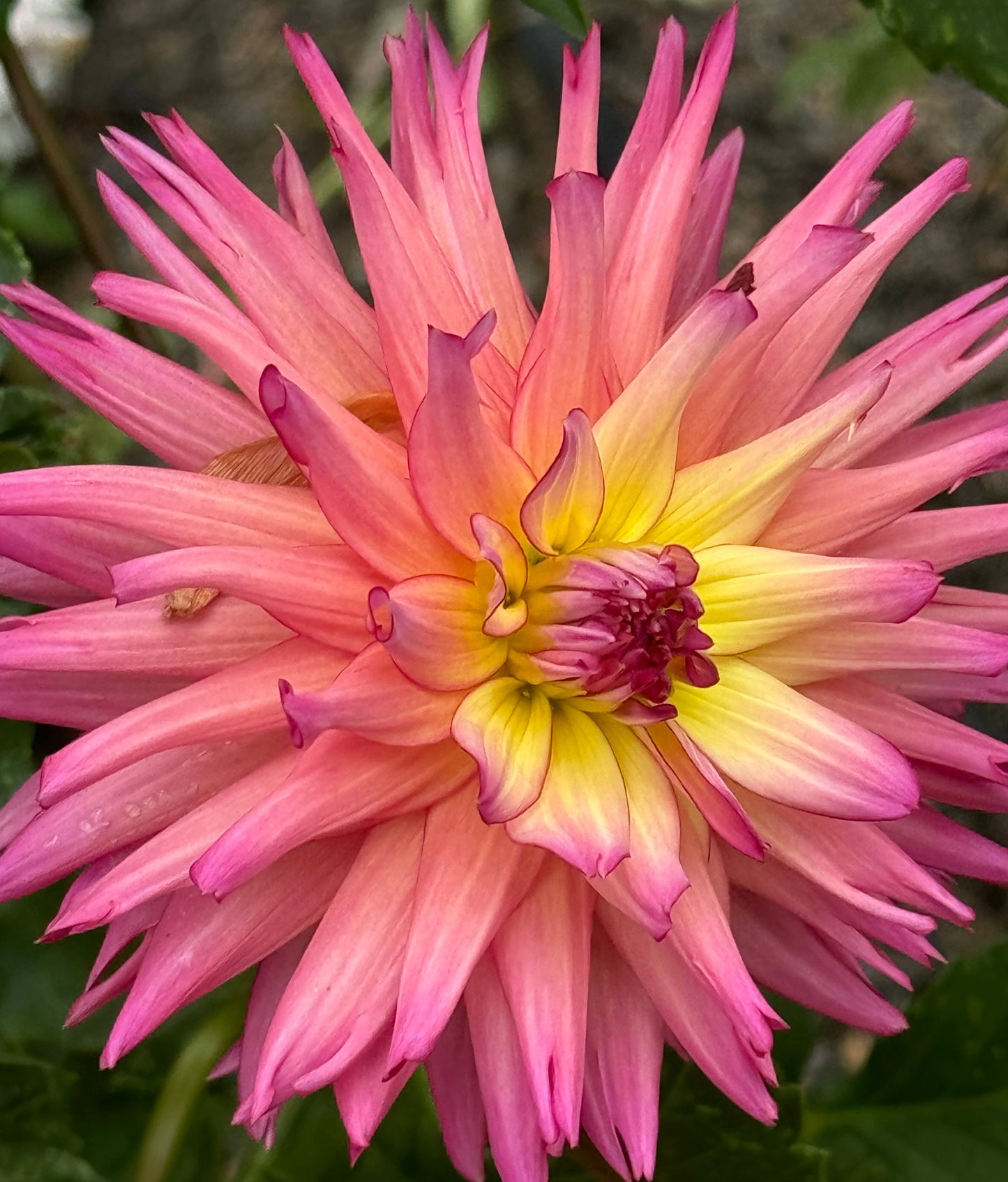 Bloomquist Awaken Dahlia