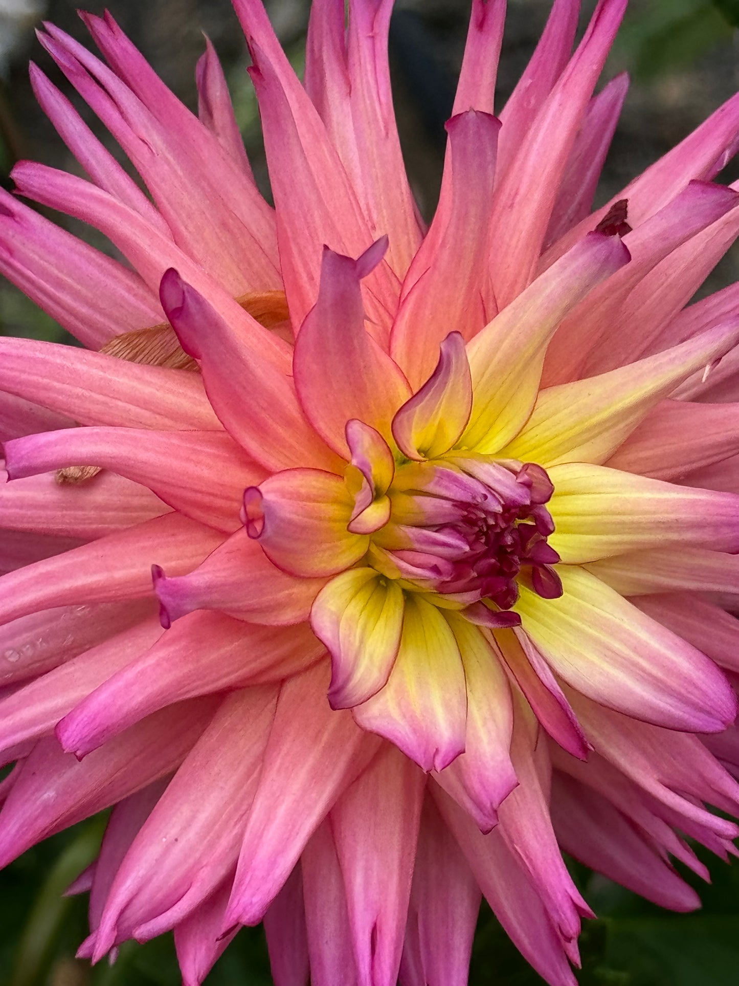 Bloomquist Awaken Dahlia