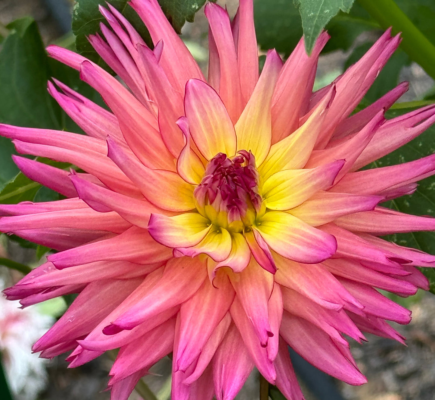 Bloomquist Awaken Dahlia